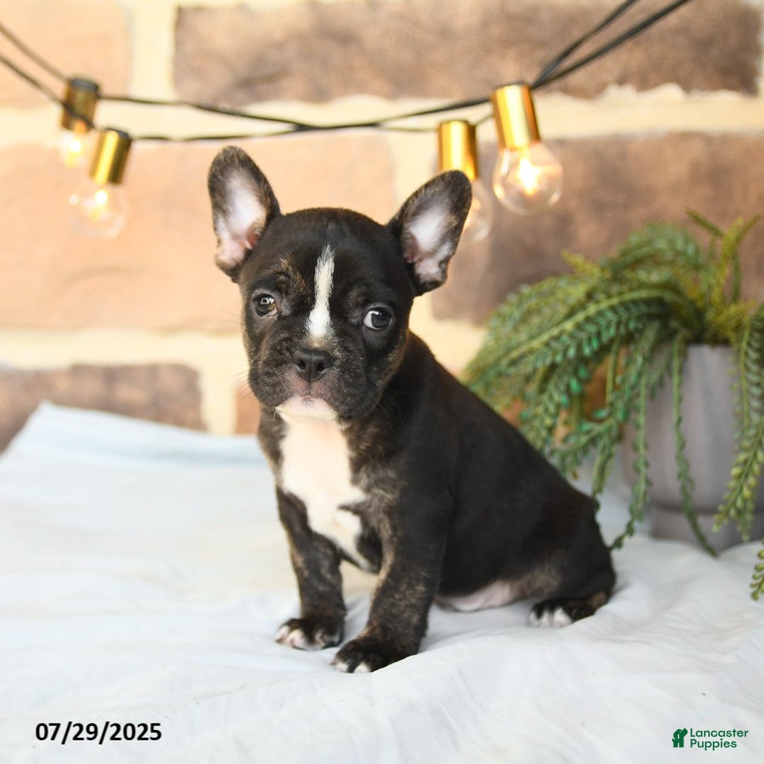 Frenchton dogs for sale: Captain - Image 5
