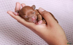 Cavapoo dogs for sale: Hollibee - Image 1