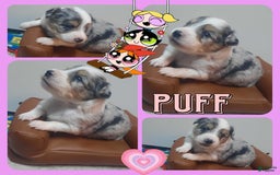 Miniature Australian Shepherd dogs for sale: Puff - Image 3