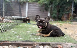 French Bulldog dogs for sale: Coco - Image 4