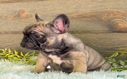 Frenchton dogs for sale: Kimmy - Image 1