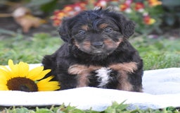 Yorkiepoo dogs for sale: Ireland - Image 3