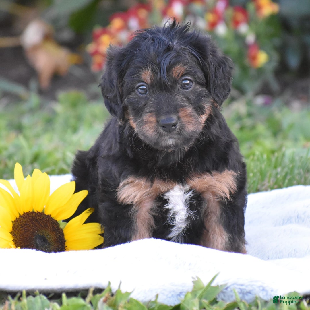 Yorkiepoo dogs for sale: Ireland - Image 3