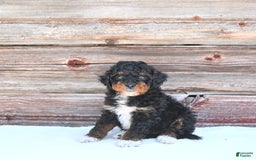 Miniature Poodle dogs for sale: Milo - Image 10