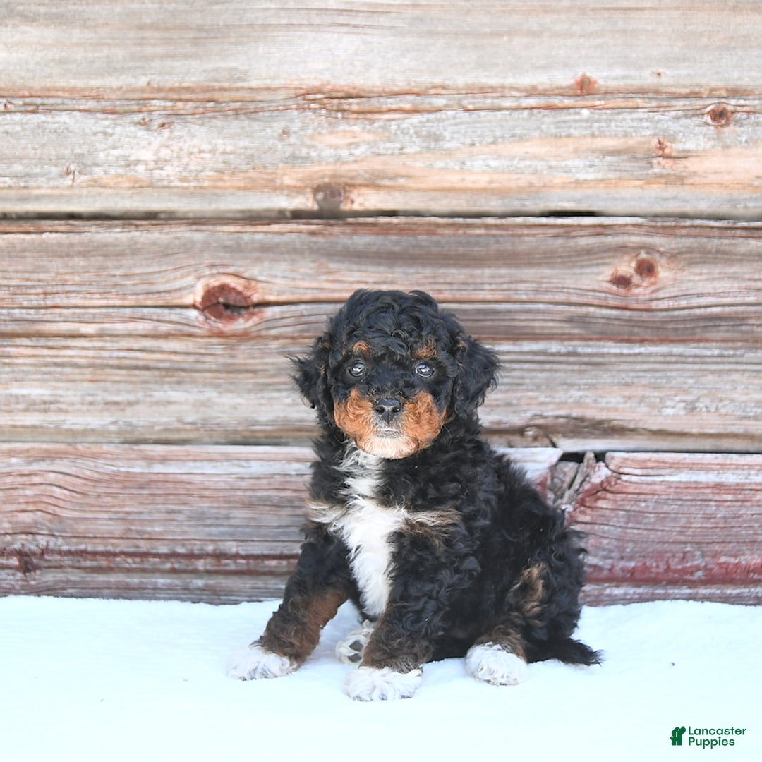 Miniature Poodle dogs for sale: Milo - Image 10