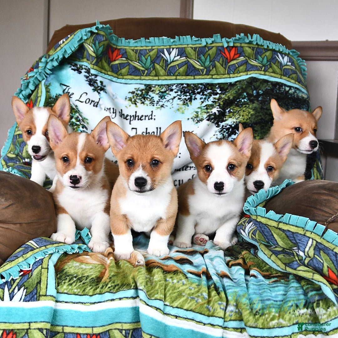 Welsh Corgi Pembroke dogs for sale: Wes - Image 2