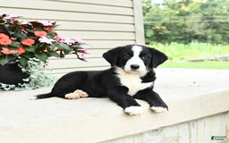 Bernese Mountain Dog dogs for sale: Piper - Image 3