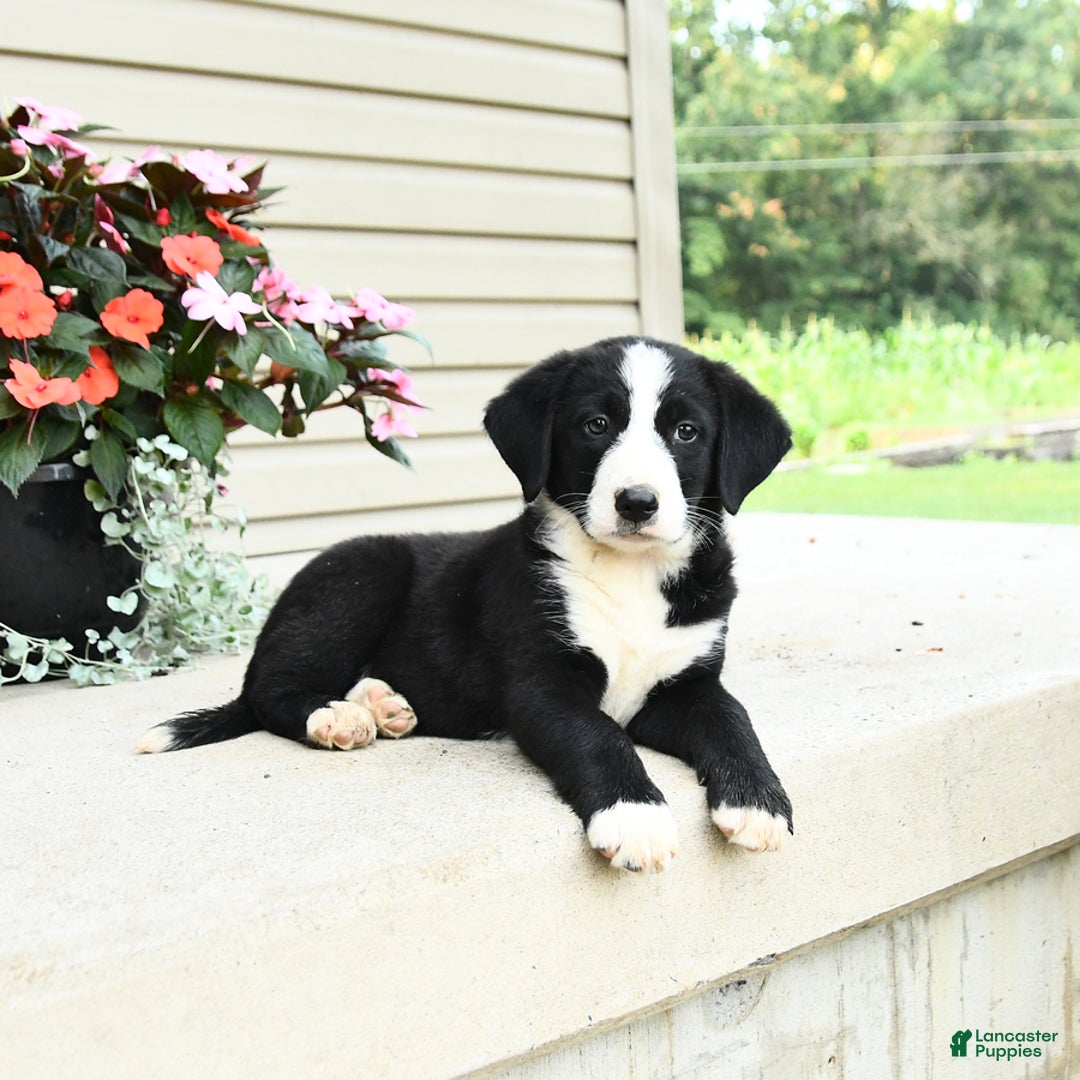 Bernese Mountain Dog dogs for sale: Piper - Image 3