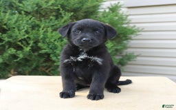 Labrador Retriever dogs for sale: Labrador Retriever 8 puppies - Image 12