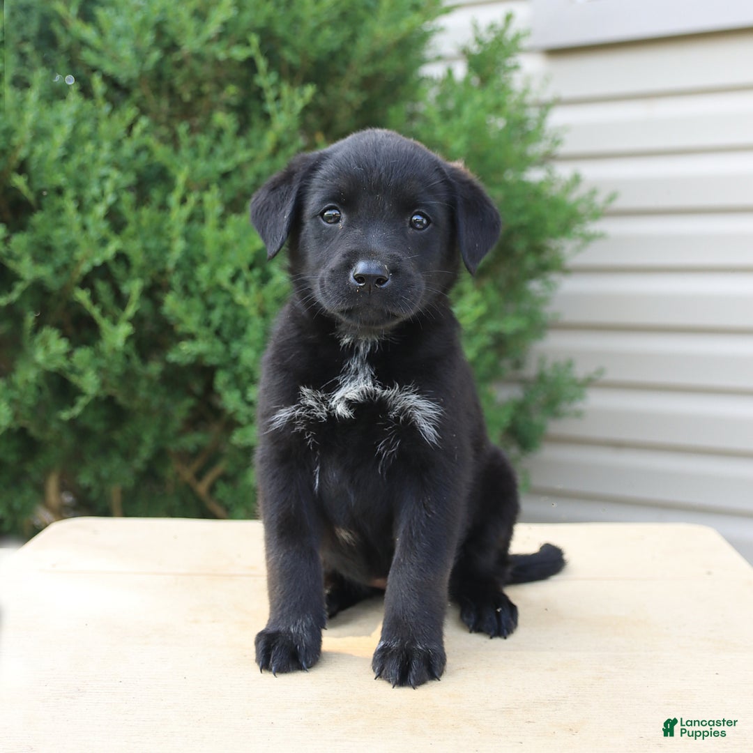 Labrador Retriever dogs for sale: Labrador Retriever 8 puppies - Image 12
