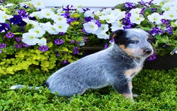 Australian Cattle Dog dogs for sale: Dewy - Image 5