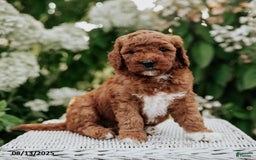 Cavapoo dogs for sale: Cavapoo 6 puppies - Image 7