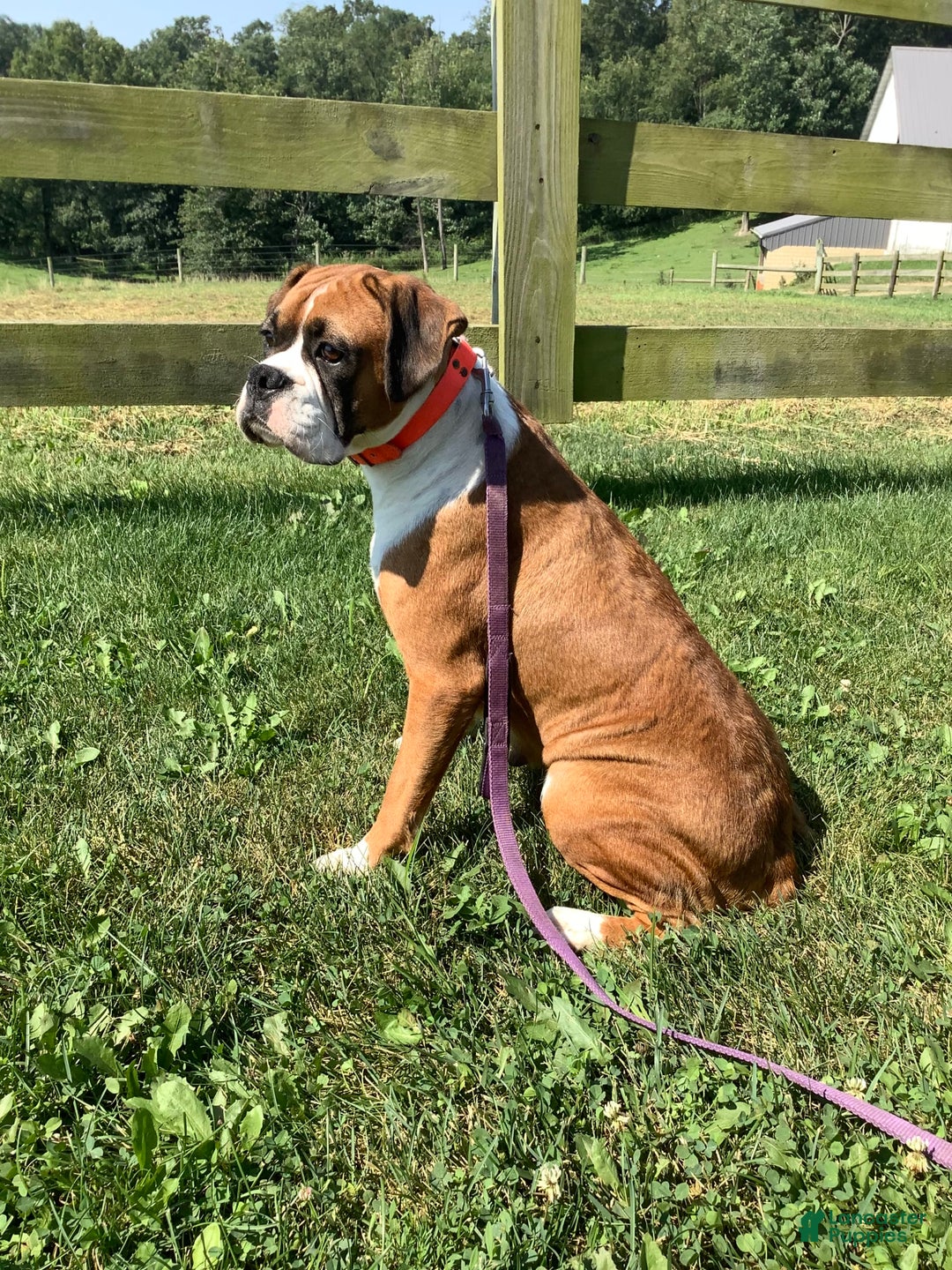 Boxer dogs for sale: Bo - Image 7