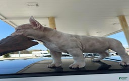 American Bully dogs for sale: Little Mama - Image 1