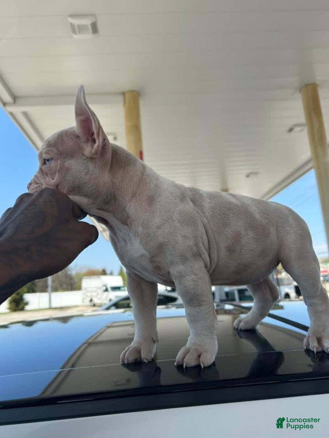 American Bully dogs for sale: Little Mama - Image 1