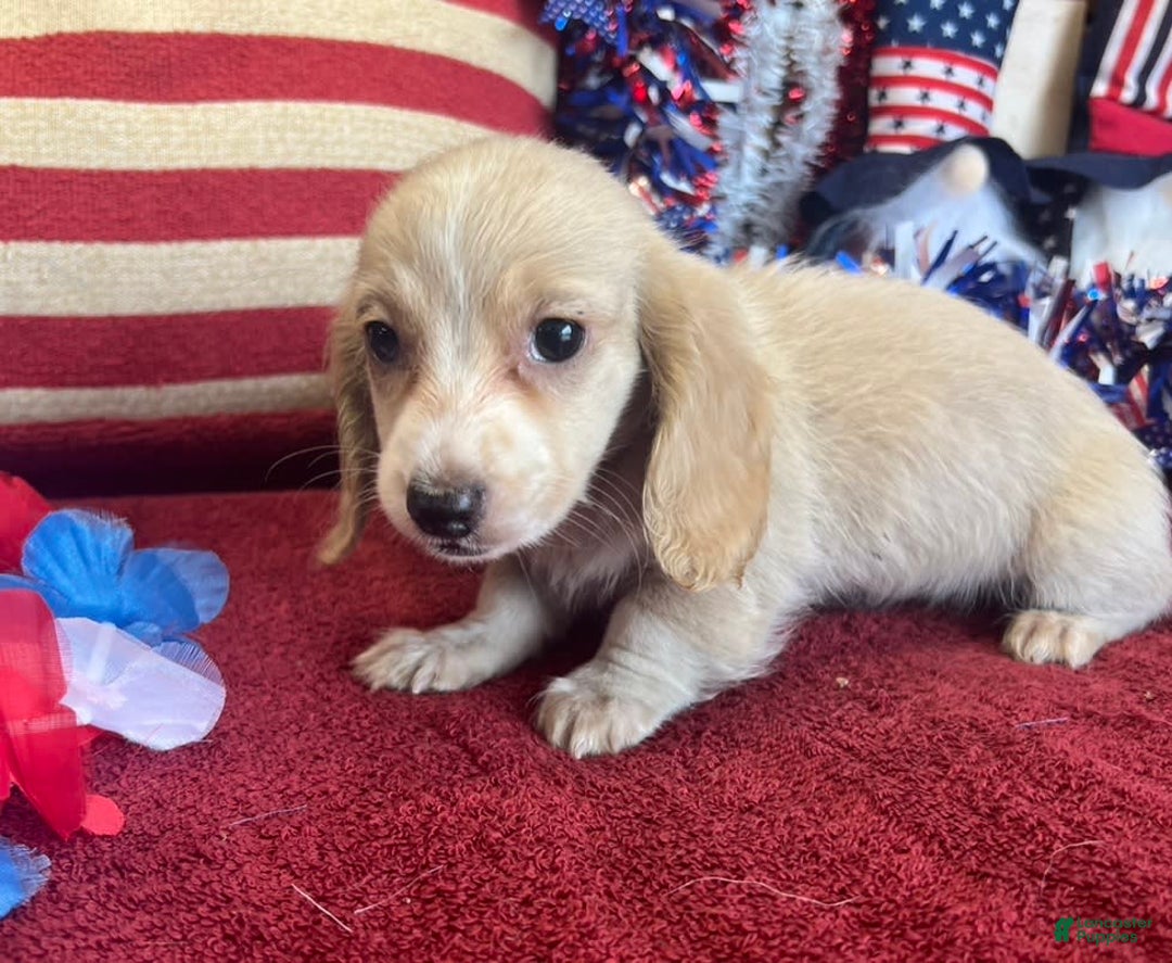 Miniature Dachshund dogs for sale: debbie - Image 3