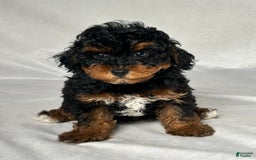Miniature Poodle dogs for sale: Lilly - Image 1