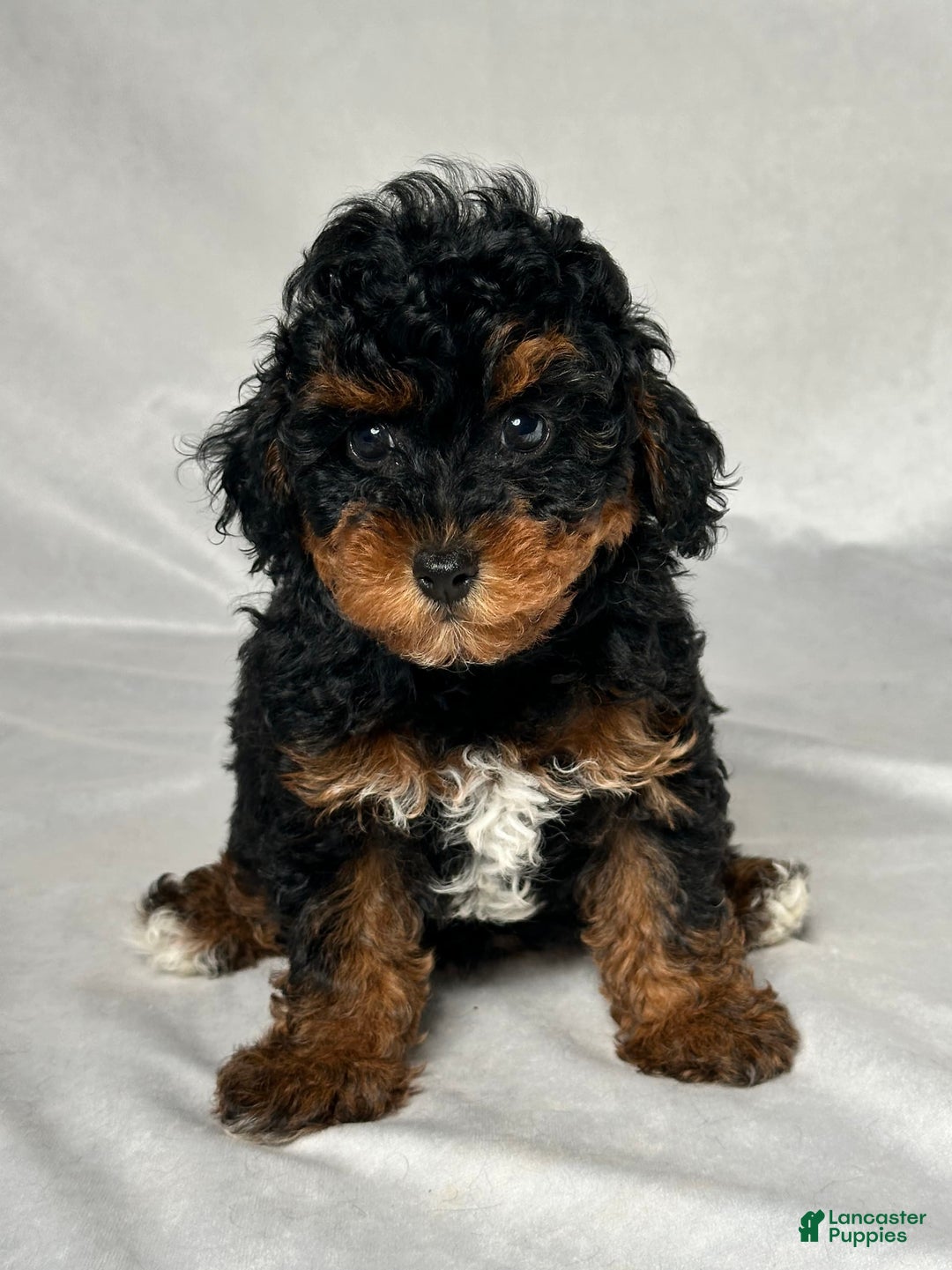 Miniature Poodle dogs for sale: Lilly - Image 1