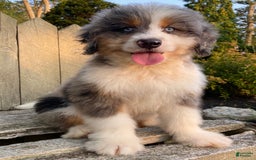 Mini Bernedoodle dogs for sale: 🤎 In Boston Massachusetts 🤎 Two Blue Eyes 🤎 Mini Bernedoodle 🤎 - Image 10