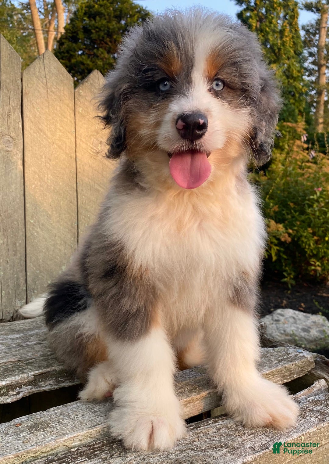 Mini Bernedoodle dogs for sale: 🤎 In Boston Massachusetts 🤎 Two Blue Eyes 🤎 Mini Bernedoodle 🤎 - Image 10