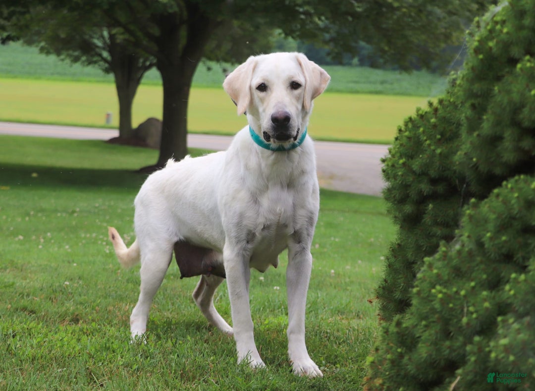Labrador Retriever dogs for sale: Stormy - Image 6