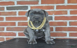 Cane Corso dogs for sale: Lilac - Image 8