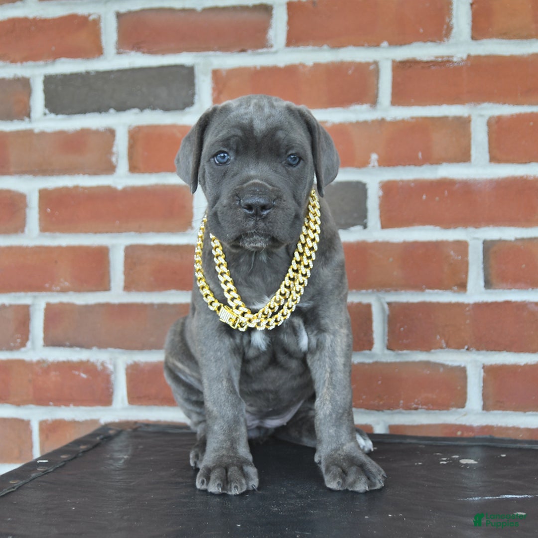 Cane Corso dogs for sale: Lilac - Image 8