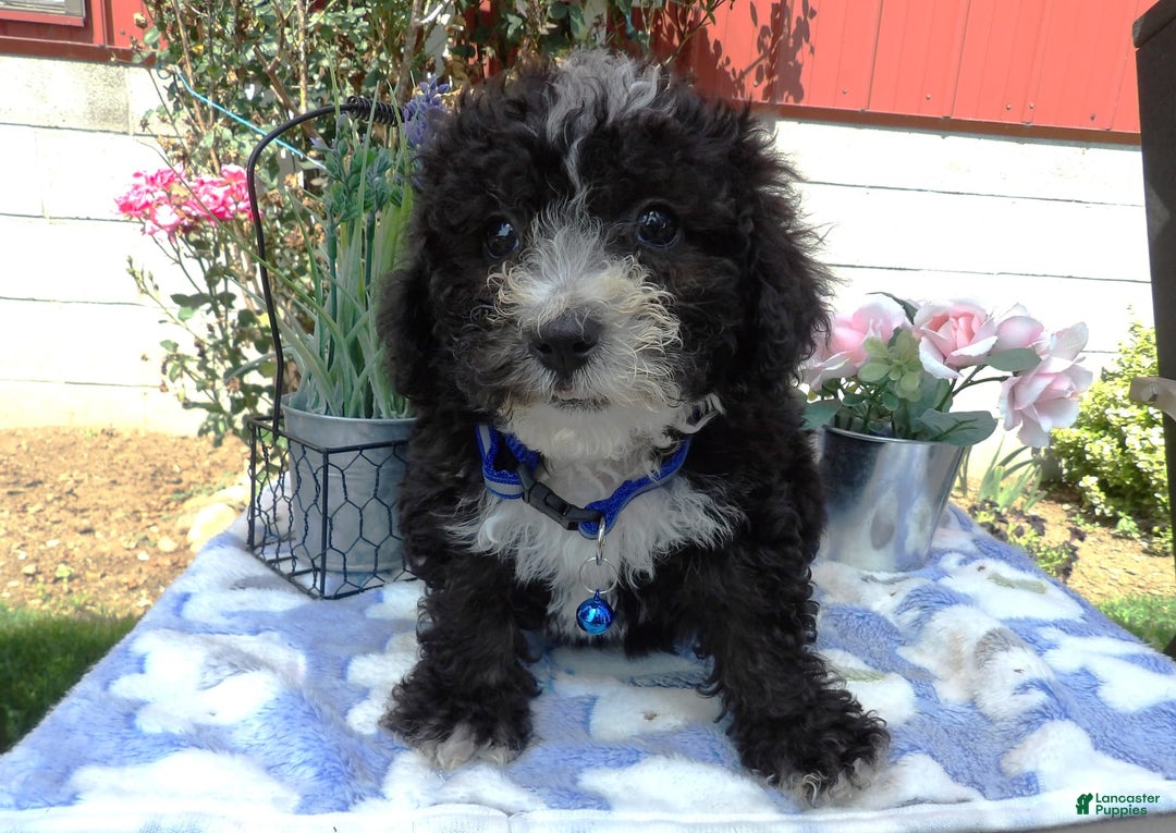 Aussiedoodle dogs for sale: Toto - Image 3