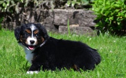 Miniature Australian Shepherd dogs for sale: Nicholas - Image 2