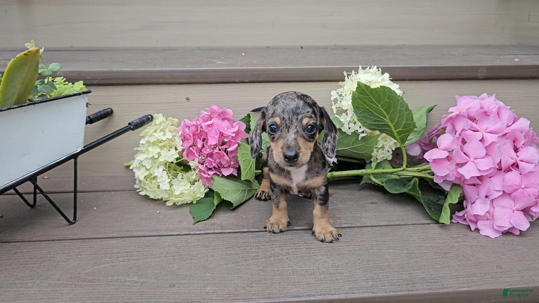 Miniature Dachshund dogs for sale: Fayye - Image 2