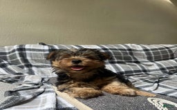 Yorkshire Terrier dogs for sale: Milo - Image 6