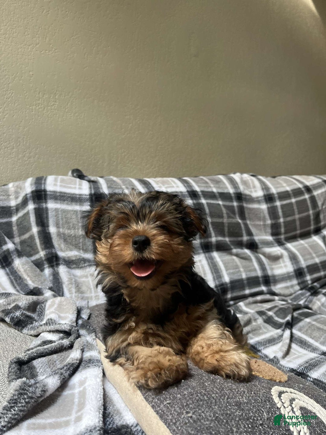 Yorkshire Terrier dogs for sale: Milo - Image 6