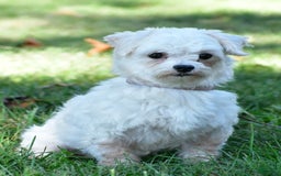 Maltipoo dogs for sale: Dora - Image 8