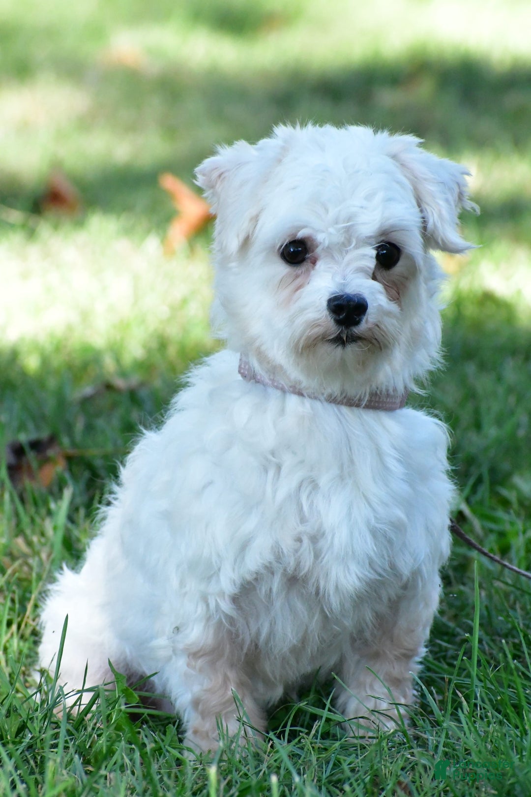 Maltipoo dogs for sale: Dora - Image 8