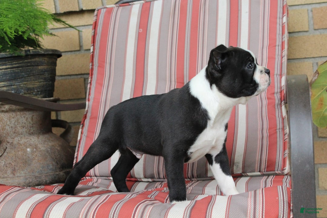 Frenchton dogs for sale: Charger - Image 2