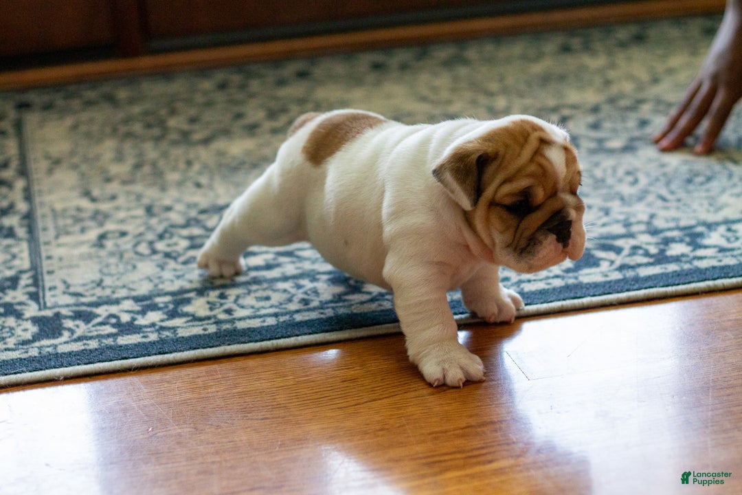 English Bulldog dogs for sale: Stella - Image 5