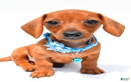 Miniature Dachshund dogs for sale: Isabella - Image 4