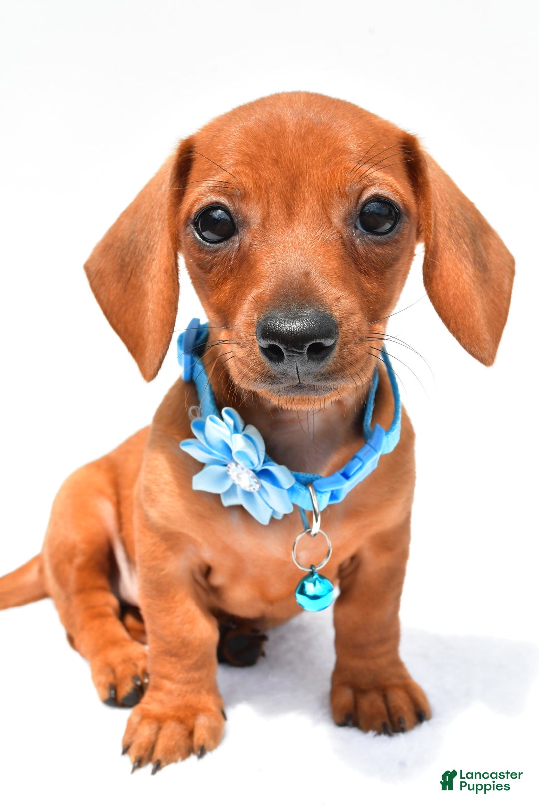 Miniature Dachshund dogs for sale: Isabella - Image 4