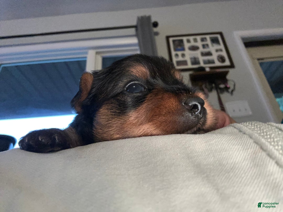 Yorkshire Terrier dogs for sale: Big Blue - Image 2