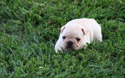 French Bulldog dogs for sale: Lincoln - Image 13