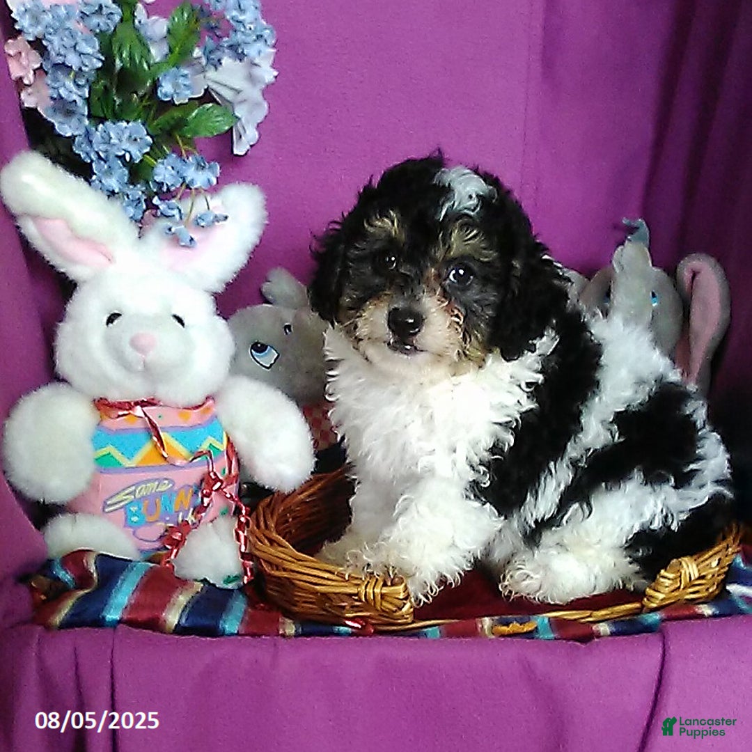 Toy Poodle dogs for sale: Captain - Image 3