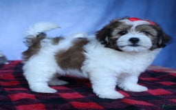 Shihpoo dogs for sale: Hugo - Image 18