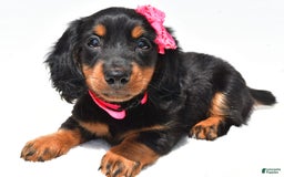 Miniature Dachshund dogs for sale: Luna - Image 6