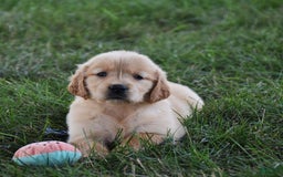 Golden Retriever dogs for sale: Chloe - Image 3