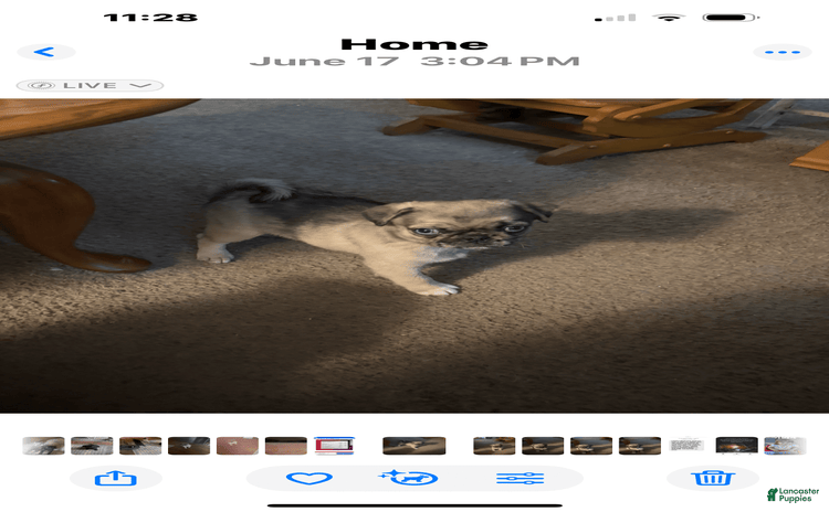 Pug dogs for sale - Ad 1