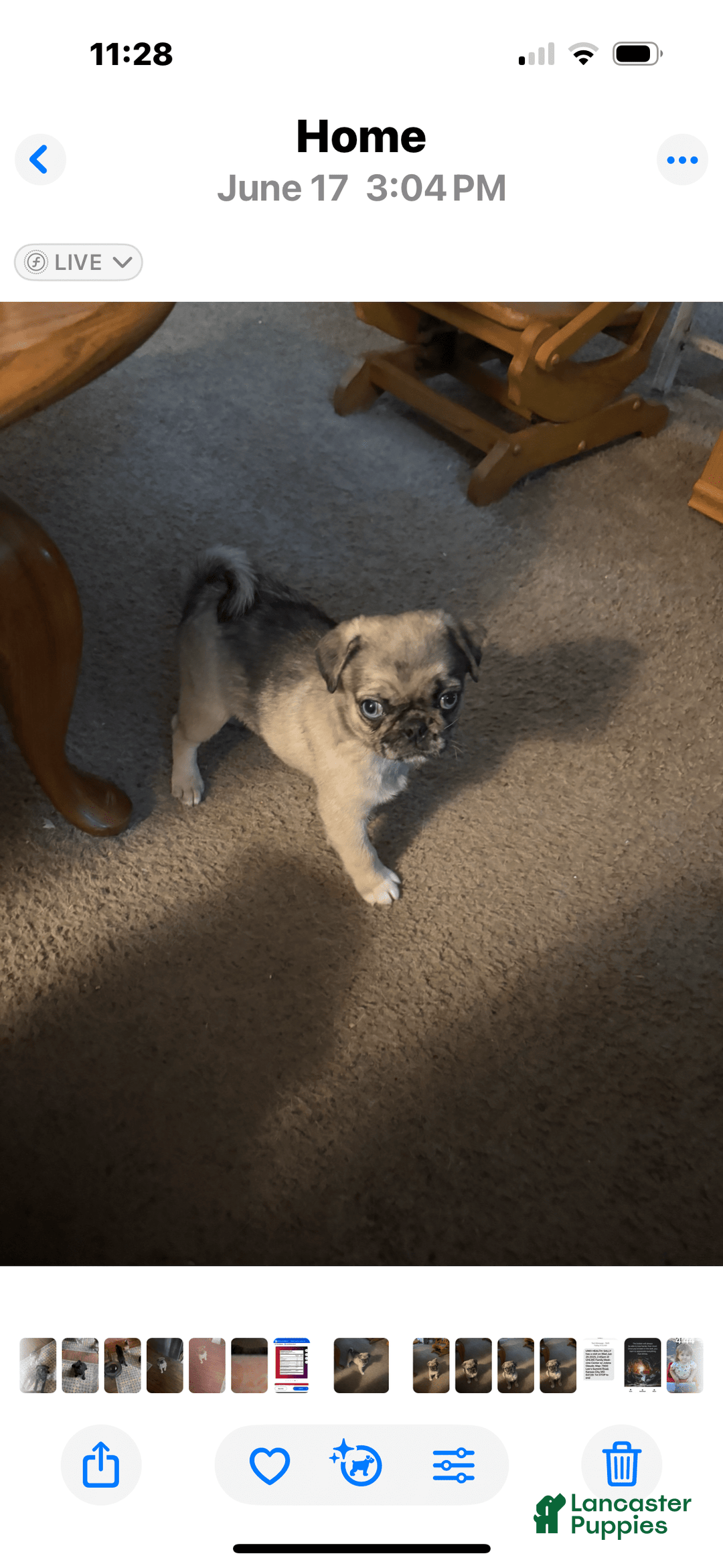 Pug dogs for sale: Lady - Image 1