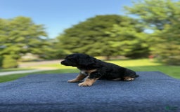 Cavalier King Charles Spaniel dogs for sale: Ryan - Image 3