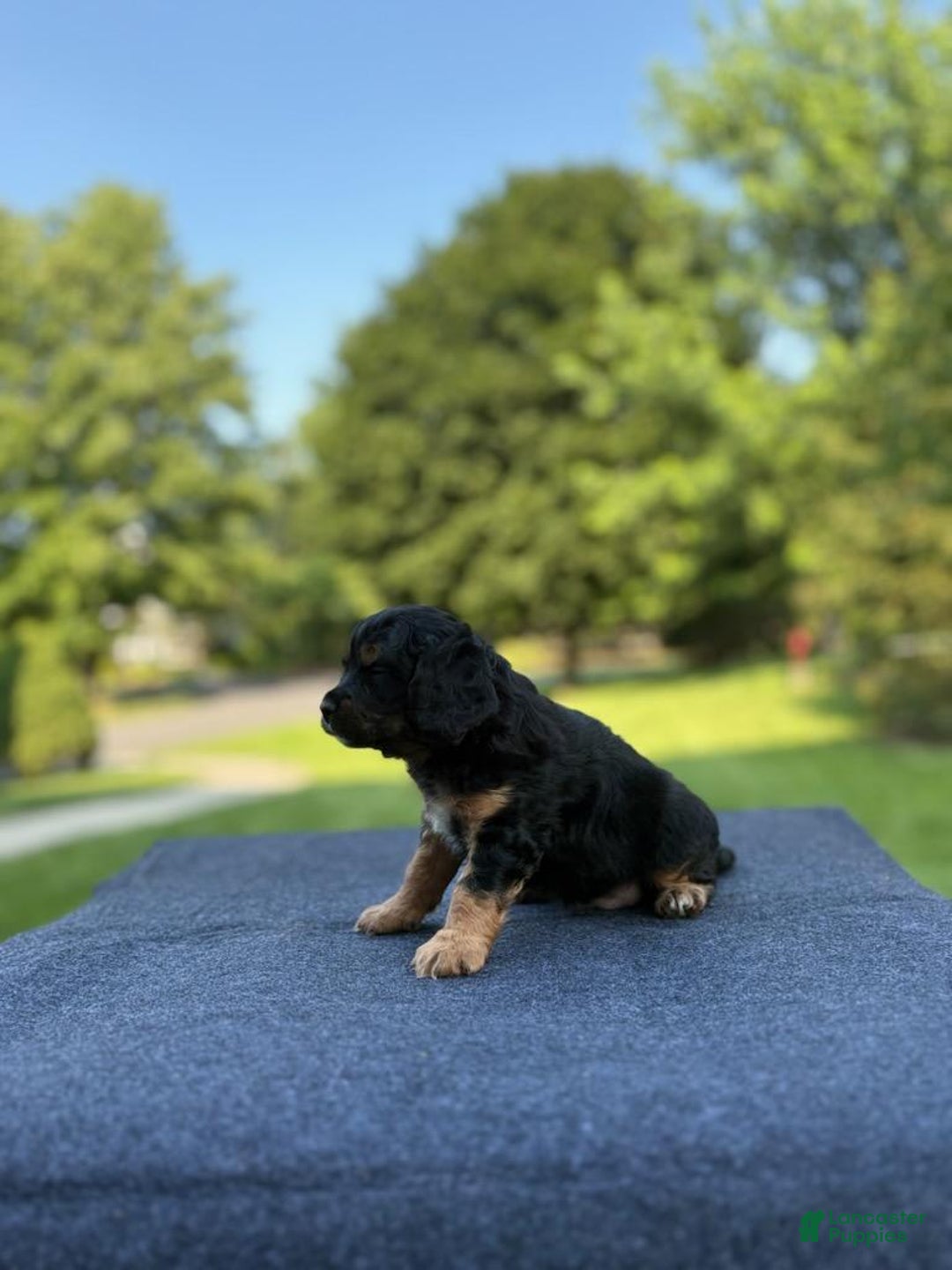 Cavalier King Charles Spaniel dogs for sale: Ryan - Image 3