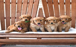 Golden Retriever dogs for sale: Rose - Image 3