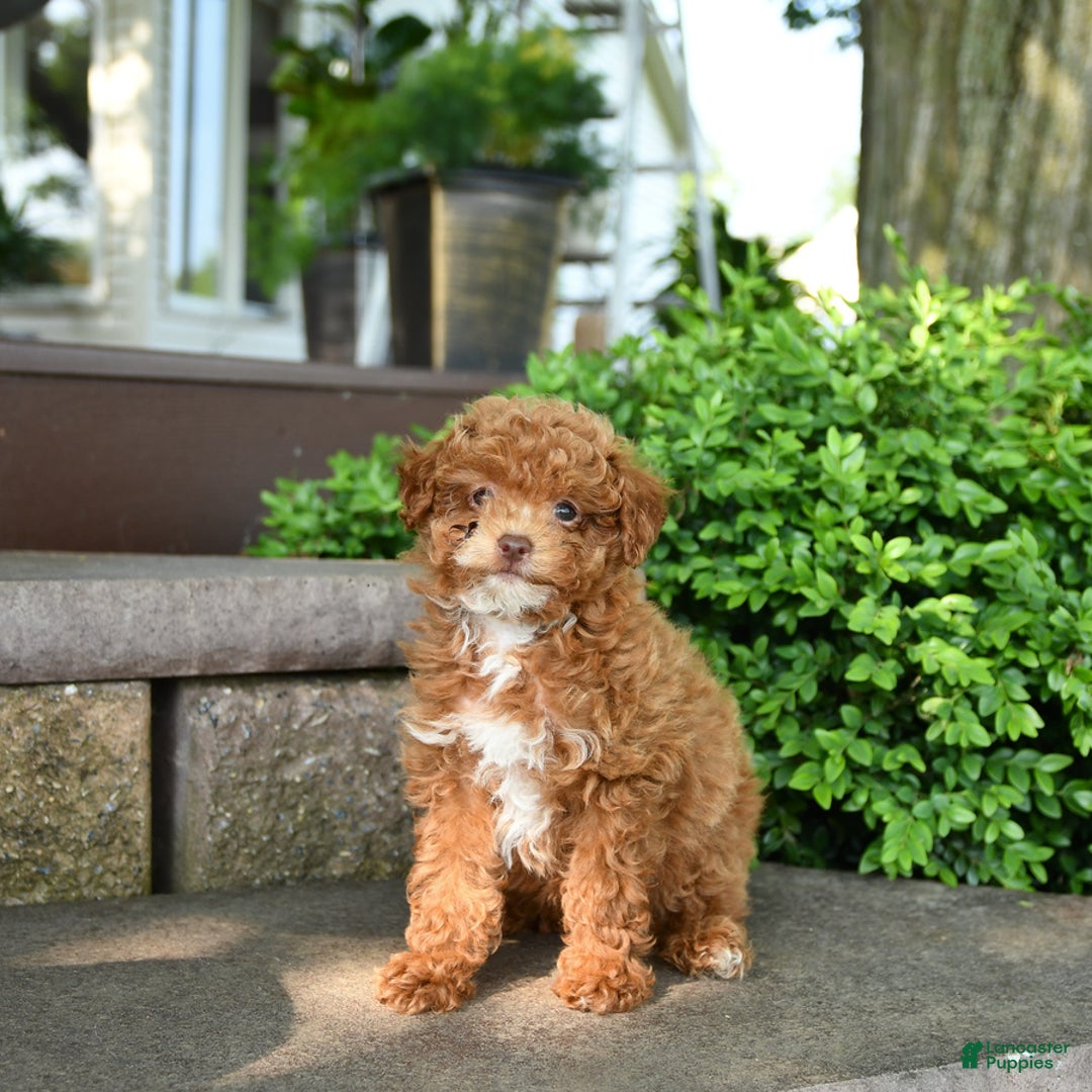 Toy Poodle dogs for sale: Evie - Image 7